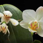 louva-a-deus-orquidea