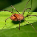 opiliao