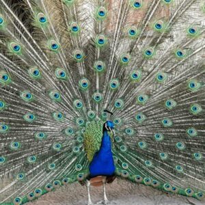 Leia mais sobre o artigo A Magia do Pavão Azul