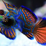 peixe-mandarim