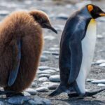 Pinguim Imperador: O Rei da Antártica