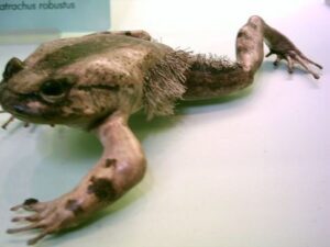 Leia mais sobre o artigo Rã-peluda: o Enigmático Anfíbio Africano