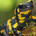 salamandra-de-fogo