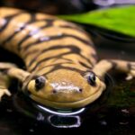 salamandra-tigre
