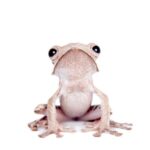 sapo-de-borneu