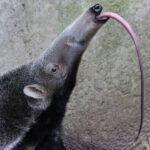 tamandua-bandeira