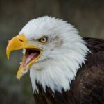 A Águia Careca: Símbolo da Liberdade Americana
