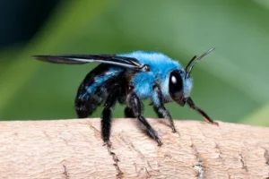 Leia mais sobre o artigo A Fascinante Abelha Carpinteira Azul