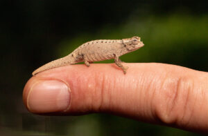 Leia mais sobre o artigo O Desaparecimento do Brookesia Desperata: Um Alerta sobre a Extinção