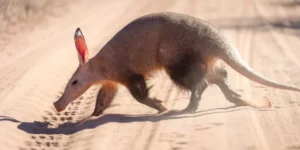 Leia mais sobre o artigo Descubra o Fascinante Porco Formigueiro: Um Ícone das Savanas Africanas