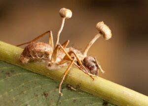 Leia mais sobre o artigo O Fungo Cordyceps: O Zumbificador das Formigas