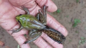 Leia mais sobre o artigo O Fascinante Ciclo do Pé-de-flor: Do Girino Gigante ao Adulto Encolhido