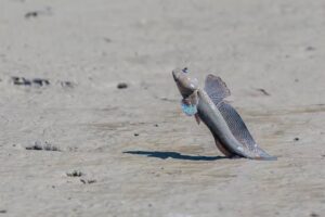 Leia mais sobre o artigo Peixes que Caminham em Terra: A Fascinante Adaptação dos Habitantes Aquáticos