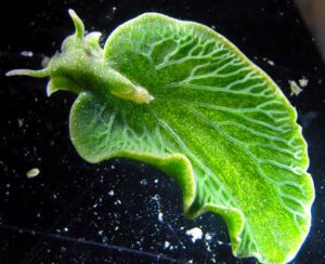 Leia mais sobre o artigo A Lesma-do-Mar que Rouba DNA de Algas e se Torna uma Planta