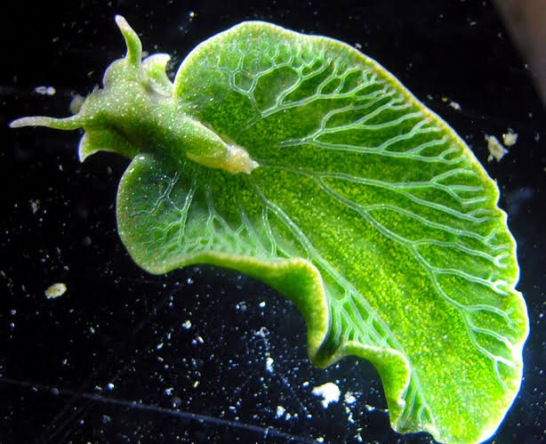 Leia mais sobre o artigo A Lesma-do-Mar que Rouba DNA de Algas e se Torna uma Planta
