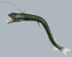 Leia mais sobre o artigo O peixe-víbora e sua boca assustadora