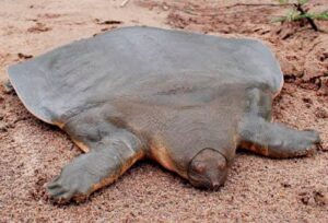 Leia mais sobre o artigo A Fascinante Tartaruga-de-Casco-Mole: O Mistério das Águas