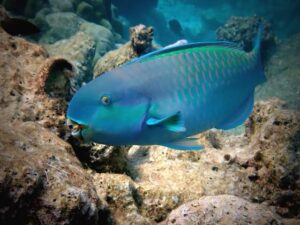 Leia mais sobre o artigo Peixe-Papagaio-Azul: O Deslumbrante Habitante dos Recifes