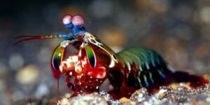 Leia mais sobre o artigo Camarão-louva-a-deus: O Crustáceo das Garras Poderosas e Visão Única
