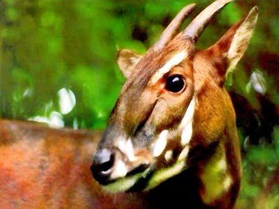 Leia mais sobre o artigo Saola: O Raro Unicórnio Asiático em Perigo