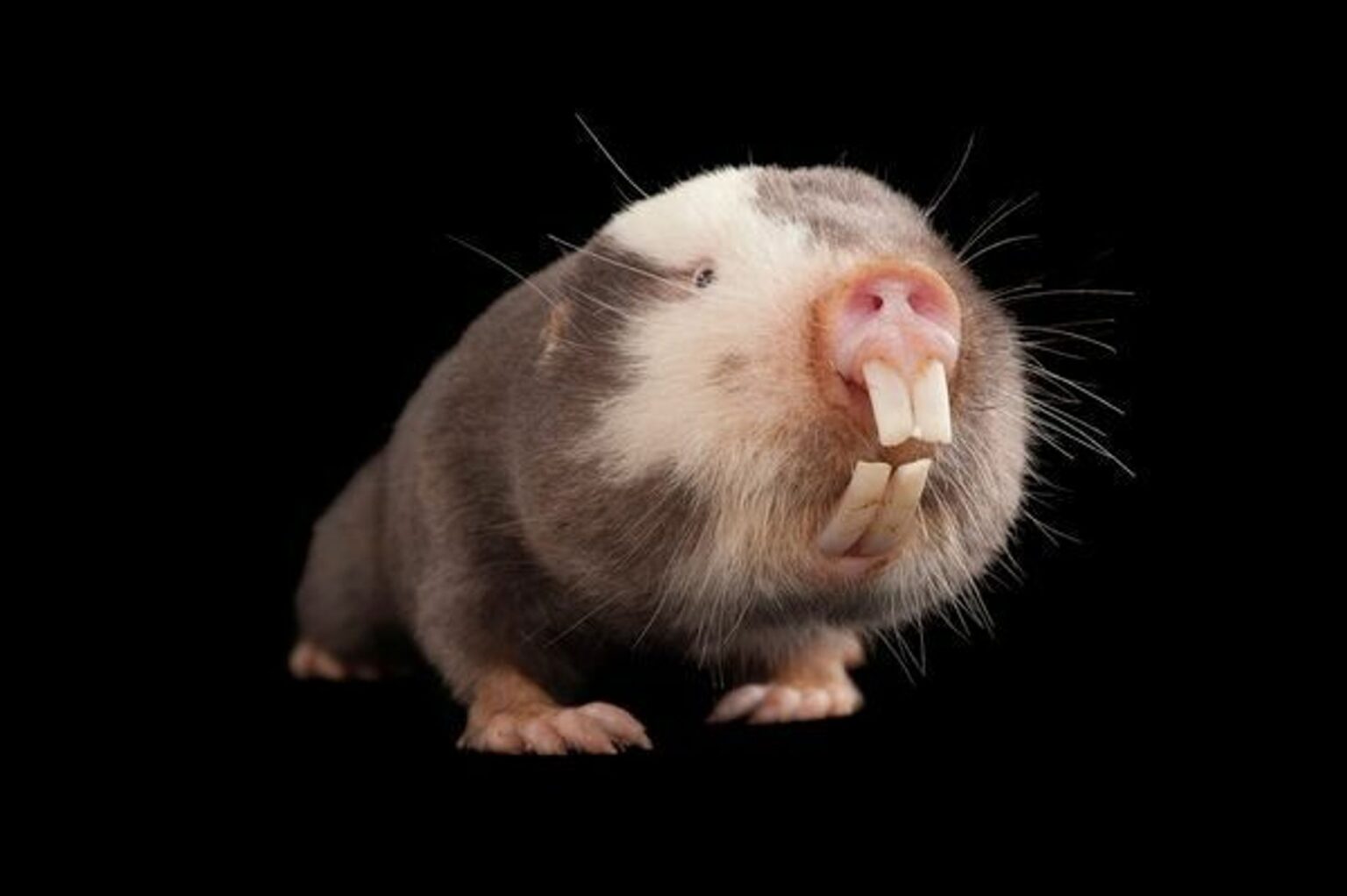 Rato Topeira de Damara: Um Estudo sobre a Espécie e seu Habitat ...