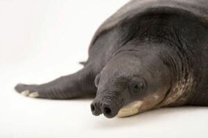 Leia mais sobre o artigo Tartaruga Nariz de Porco: Uma Criatura Marinha Fascinante