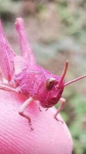 Leia mais sobre o artigo O Fascinante Mundo do Gafanhoto Rosa: A Surpreendente Mutação Genética