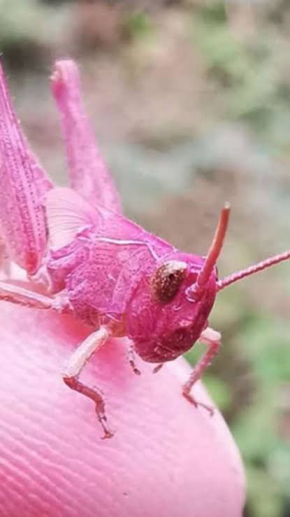 Leia mais sobre o artigo O Fascinante Mundo do Gafanhoto Rosa: A Surpreendente Mutação Genética