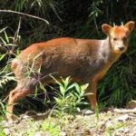 O Pudu: O Pequeno Cervídeo em Perigo de Extinção