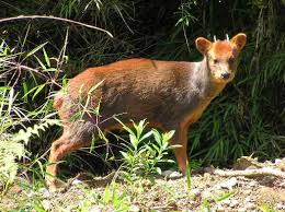 Leia mais sobre o artigo O Pudu: O Pequeno Cervídeo em Perigo de Extinção