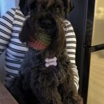 A Alegria dos Cães: Como a Obsessão por Brinquedos os Torna Mais Felizes