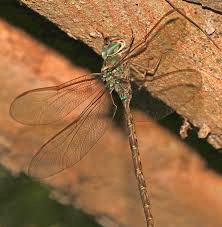 Leia mais sobre o artigo A Fascinante Libélula-helicóptero: Gynacantha mexicana