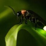 Os Vagalumes: Luz que se Apaga