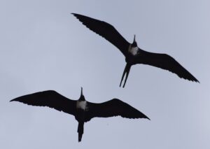 Leia mais sobre o artigo O Pássaro Ladrãozinho: Uma Análise sobre a Fragata