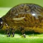 O Fascinante Mundo de Oulema melanopus: O Besouro Comedor de Cereais