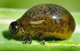 Leia mais sobre o artigo O Fascinante Mundo de Oulema melanopus: O Besouro Comedor de Cereais