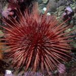 Ouriço do Mar: Fascínio e Ecologia do Mar