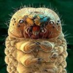 Demodex: O Parasita Invisível que Perturba sua Pele