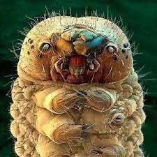 Demodex: O Parasita Invisível que Perturba sua Pele