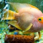 O Poder do Peixe Papagaio: Formando Praias e Nutrindo Ecossistemas