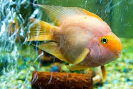 O Poder do Peixe Papagaio: Formando Praias e Nutrindo Ecossistemas
