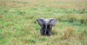 Leia mais sobre o artigo Filhote de Elefante: Descubra o Mundo Desses Pequenos Gigantes