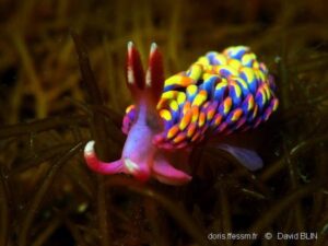 Leia mais sobre o artigo A Beleza Impressionante da Lesma do Mar Arco Íris