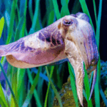 Sépia: O Mistério do Encanto Marinho