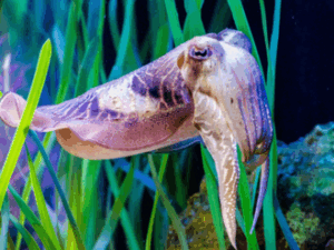 Leia mais sobre o artigo Sépia: O Mistério do Encanto Marinho