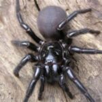 Desvendando a Aranha Teia de Funil: A Mais Mortal da Austrália