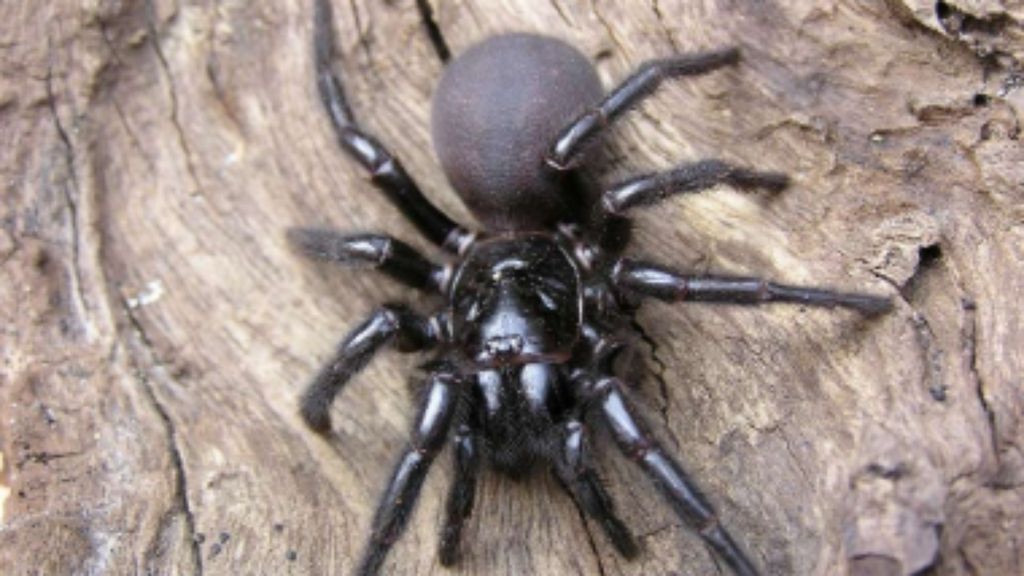 Desvendando a Aranha Teia de Funil: A Mais Mortal da Austrália