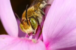 Leia mais sobre o artigo A Fascinante Abelha Cortadeira: O Segredo por Trás da Indústria de Folhas