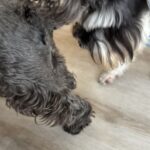 Glândulas Ad Anais em Cães e Gatos: O Que Você Precisa Saber