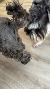 Read more about the article Anal Glands in Dogs and Cats: What You Need to Know